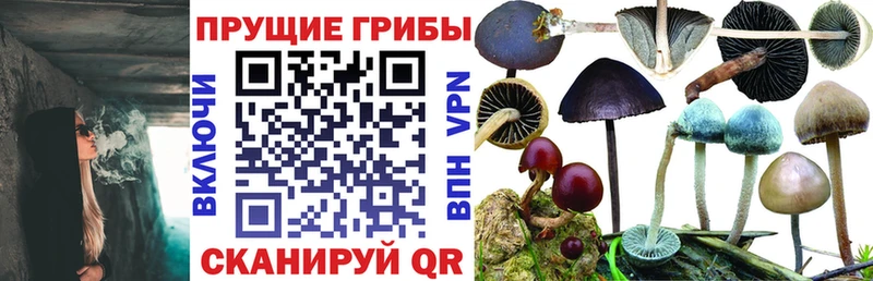 Псилоцибиновые грибы Psilocybe  Холм 